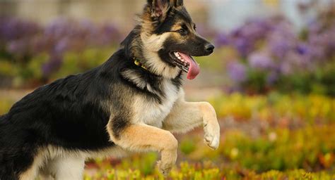 female german shepherd porn|Cute girl gets mounted by German Shepard .